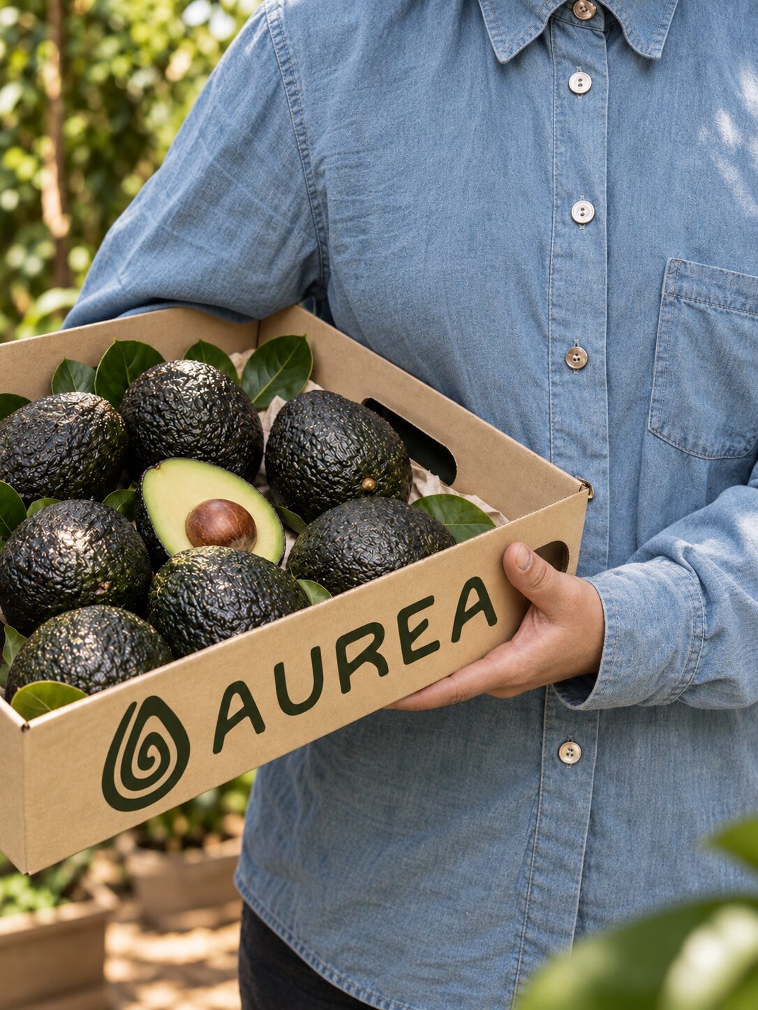 Selección de palta en caja AUREA